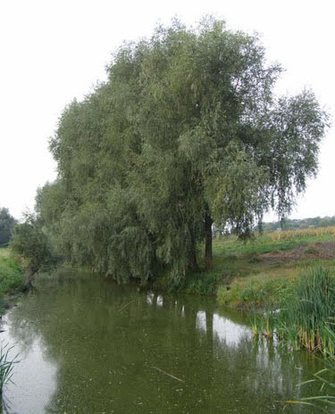 Мокрий Ташлик